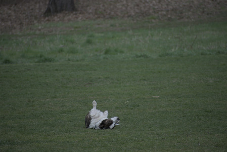 20250418_Detention Pond and Dog Park_DSC_0511_.jpg