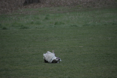 20250418_Detention Pond and Dog Park_DSC_0512_.jpg