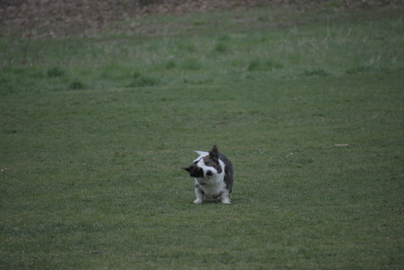 20250418_Detention Pond and Dog Park_DSC_0513_.jpg