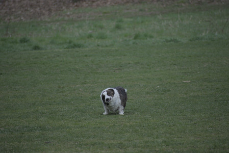 20250418_Detention Pond and Dog Park_DSC_0514_.jpg