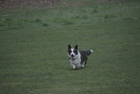 20250418_Detention Pond and Dog Park_DSC_0515_.jpg