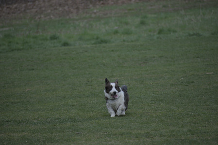 20250418_Detention Pond and Dog Park_DSC_0517_.jpg