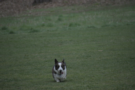 20250418_Detention Pond and Dog Park_DSC_0519_.jpg