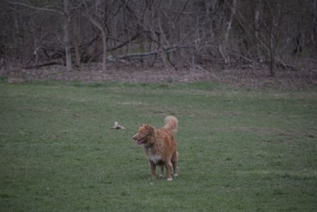 20250418_Detention Pond and Dog Park_DSC_0522_.jpg