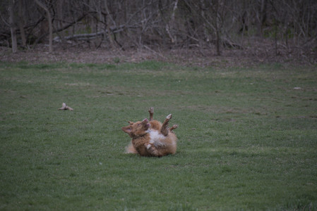 20250418_Detention Pond and Dog Park_DSC_0523_.jpg