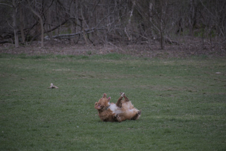 20250418_Detention Pond and Dog Park_DSC_0524_.jpg