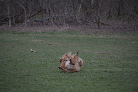 20250418_Detention Pond and Dog Park_DSC_0525_.jpg