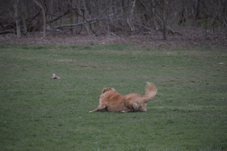 20250418_Detention Pond and Dog Park_DSC_0526_.jpg
