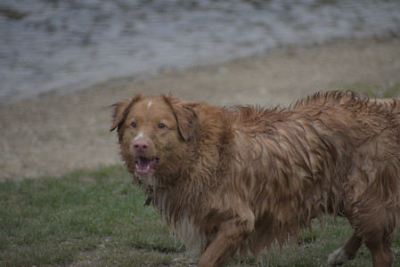 20250418_Detention Pond and Dog Park_DSC_0537_.jpg