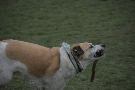 20250418_Detention Pond and Dog Park_DSC_0543_.jpg