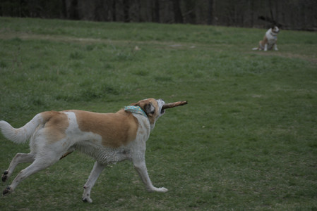 20250418_Detention Pond and Dog Park_DSC_0546_.jpg