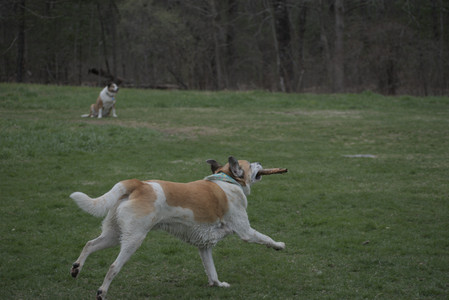 20250418_Detention Pond and Dog Park_DSC_0548_.jpg