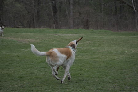 20250418_Detention Pond and Dog Park_DSC_0549_.jpg
