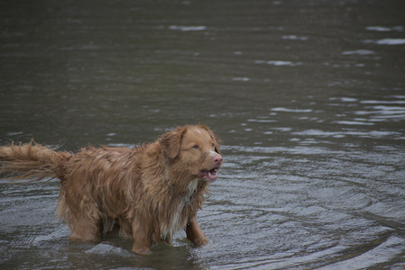20250418_Detention Pond and Dog Park_DSC_0558_.jpg