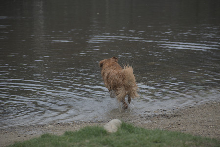 20250418_Detention Pond and Dog Park_DSC_0572_.jpg