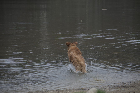 20250418_Detention Pond and Dog Park_DSC_0574_.jpg