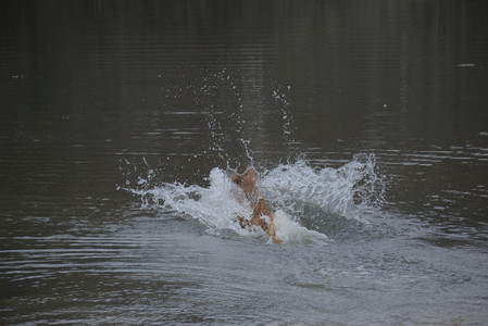 20250418_Detention Pond and Dog Park_DSC_0575_.jpg