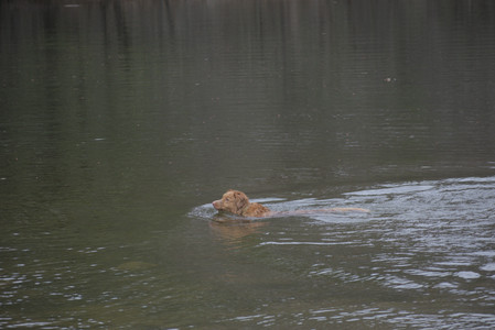 20250418_Detention Pond and Dog Park_DSC_0578_.jpg