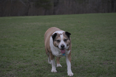20250418_Detention Pond and Dog Park_DSC_0584_.jpg