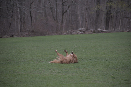 20250418_Detention Pond and Dog Park_DSC_0585_.jpg