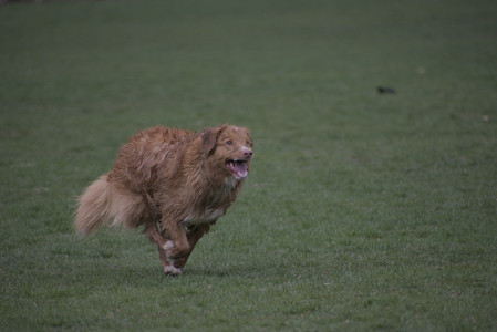 20250418_Detention Pond and Dog Park_DSC_0599_.jpg