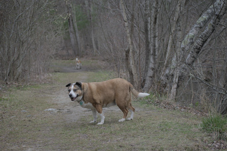 20250418_Detention Pond and Dog Park_DSC_0630_.jpg