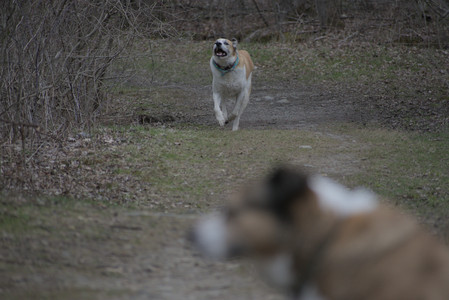 20250418_Detention Pond and Dog Park_DSC_0633_.jpg