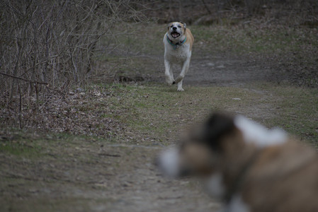 20250418_Detention Pond and Dog Park_DSC_0635_.jpg