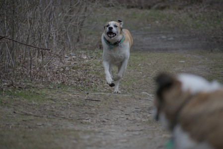 20250418_Detention Pond and Dog Park_DSC_0638_.jpg