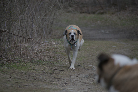 20250418_Detention Pond and Dog Park_DSC_0639_.jpg