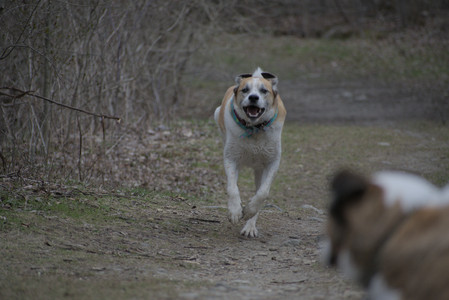 20250418_Detention Pond and Dog Park_DSC_0640_.jpg