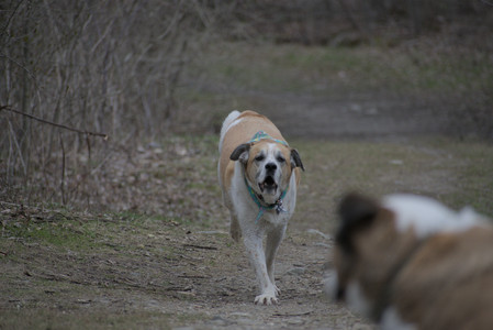 20250418_Detention Pond and Dog Park_DSC_0641_.jpg