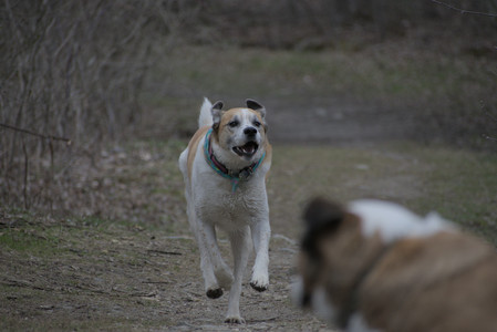 20250418_Detention Pond and Dog Park_DSC_0642_.jpg
