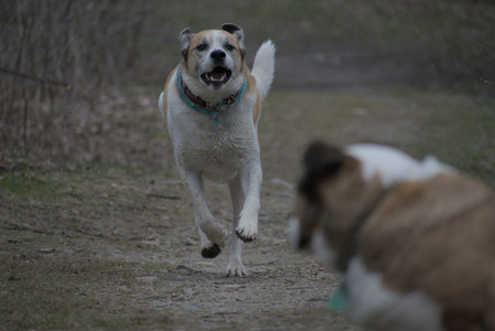20250418_Detention Pond and Dog Park_DSC_0644_.jpg