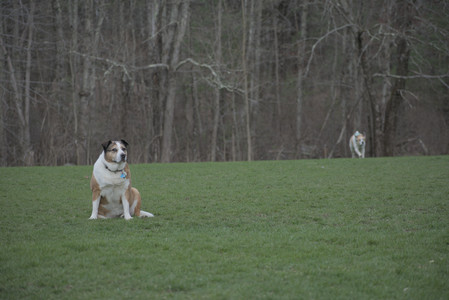 20250418_Detention Pond and Dog Park_DSC_0660_.jpg