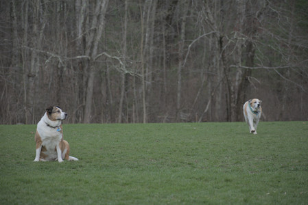 20250418_Detention Pond and Dog Park_DSC_0664_.jpg
