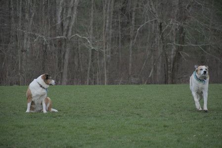 20250418_Detention Pond and Dog Park_DSC_0667_.jpg