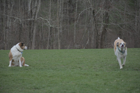 20250418_Detention Pond and Dog Park_DSC_0668_.jpg