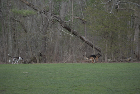 20250418_Detention Pond and Dog Park_DSC_0672_.jpg
