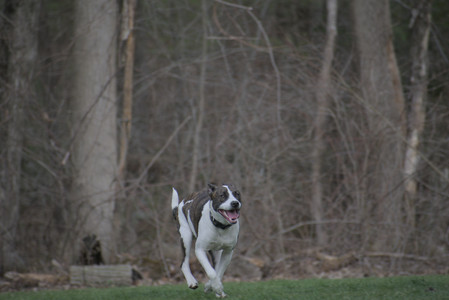 20250418_Detention Pond and Dog Park_DSC_0678_.jpg