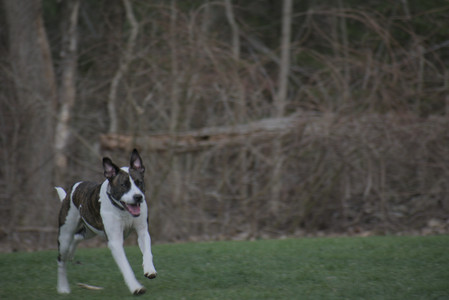 20250418_Detention Pond and Dog Park_DSC_0679_.jpg