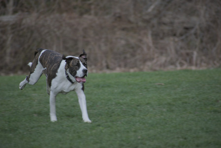 20250418_Detention Pond and Dog Park_DSC_0681_.jpg