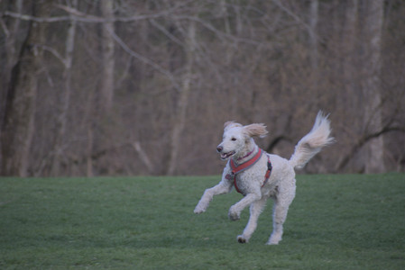 20250422_Dog Park and Birds 2__DSC0001_.jpg