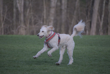 20250422_Dog Park and Birds 2__DSC0007_.jpg