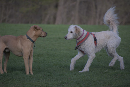 20250422_Dog Park and Birds 2__DSC0010_.jpg