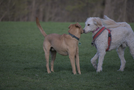 20250422_Dog Park and Birds 2__DSC0011_.jpg