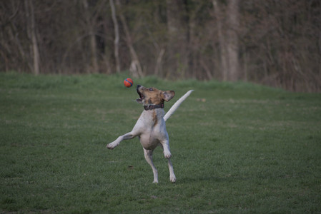 20250422_Dog Park and Birds 2__DSC0022_.jpg