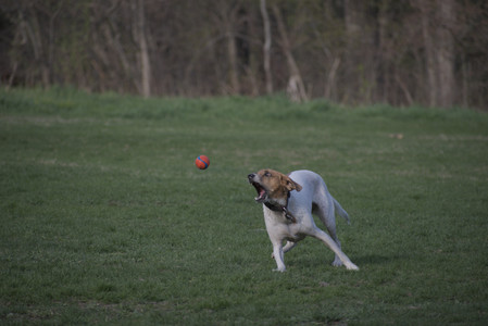 20250422_Dog Park and Birds 2__DSC0023_.jpg