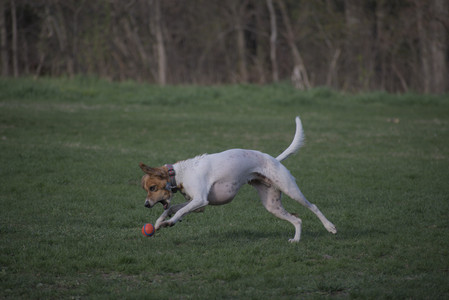 20250422_Dog Park and Birds 2__DSC0024_.jpg