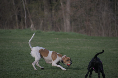 20250422_Dog Park and Birds 2__DSC0029_.jpg